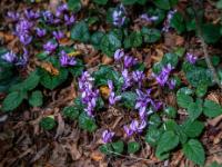 Alpenveilchen blühen überall im Wald - Plitvice NP
